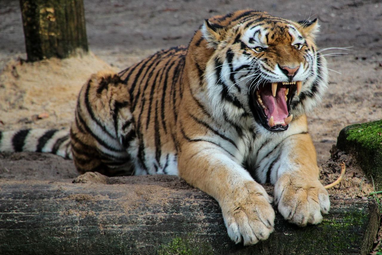 Tygrys zabił opiekuna, pracownik zoo prawomocnie uniewinniony