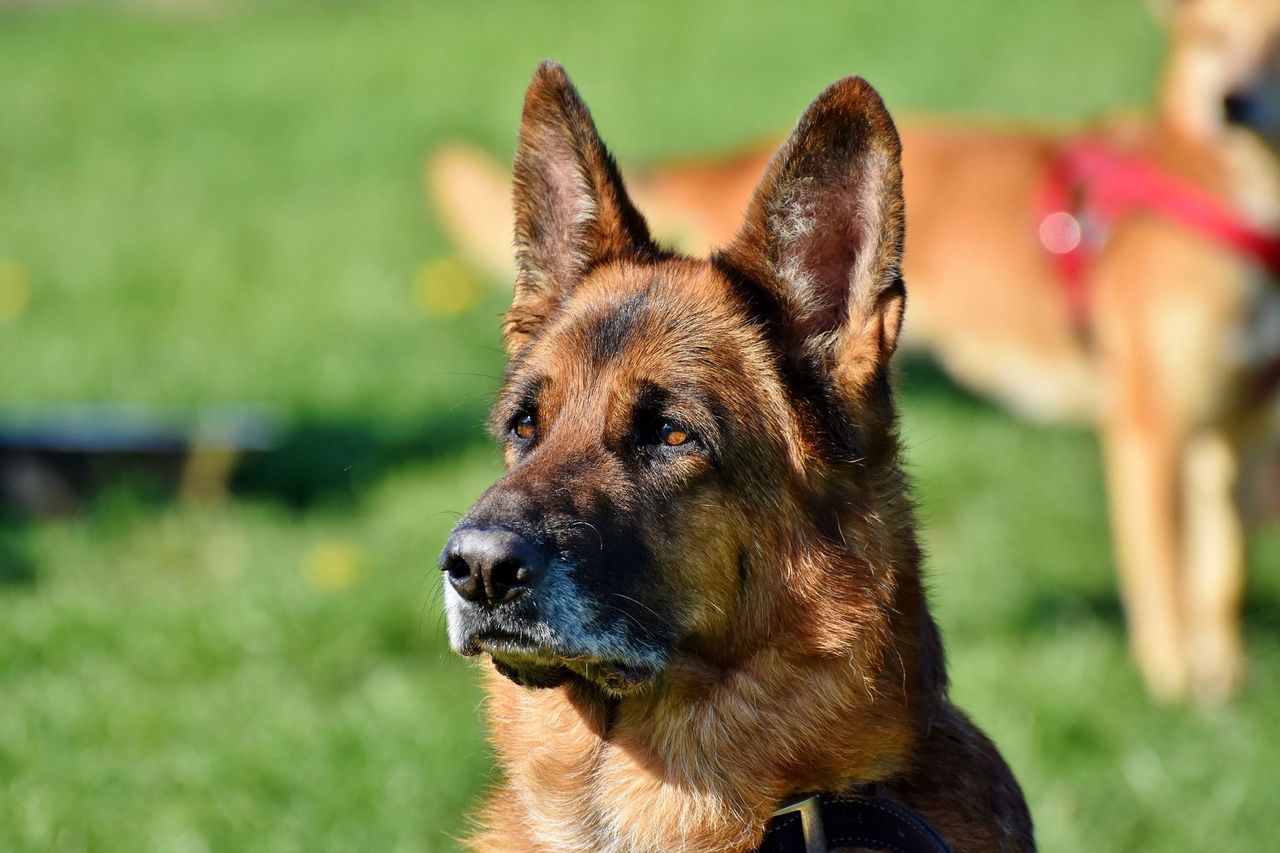 Pierwsze w Polsce międzynarodowe mistrzostwa Flyball. Do rywalizacji stanęły setki czworonogów z właścicielami