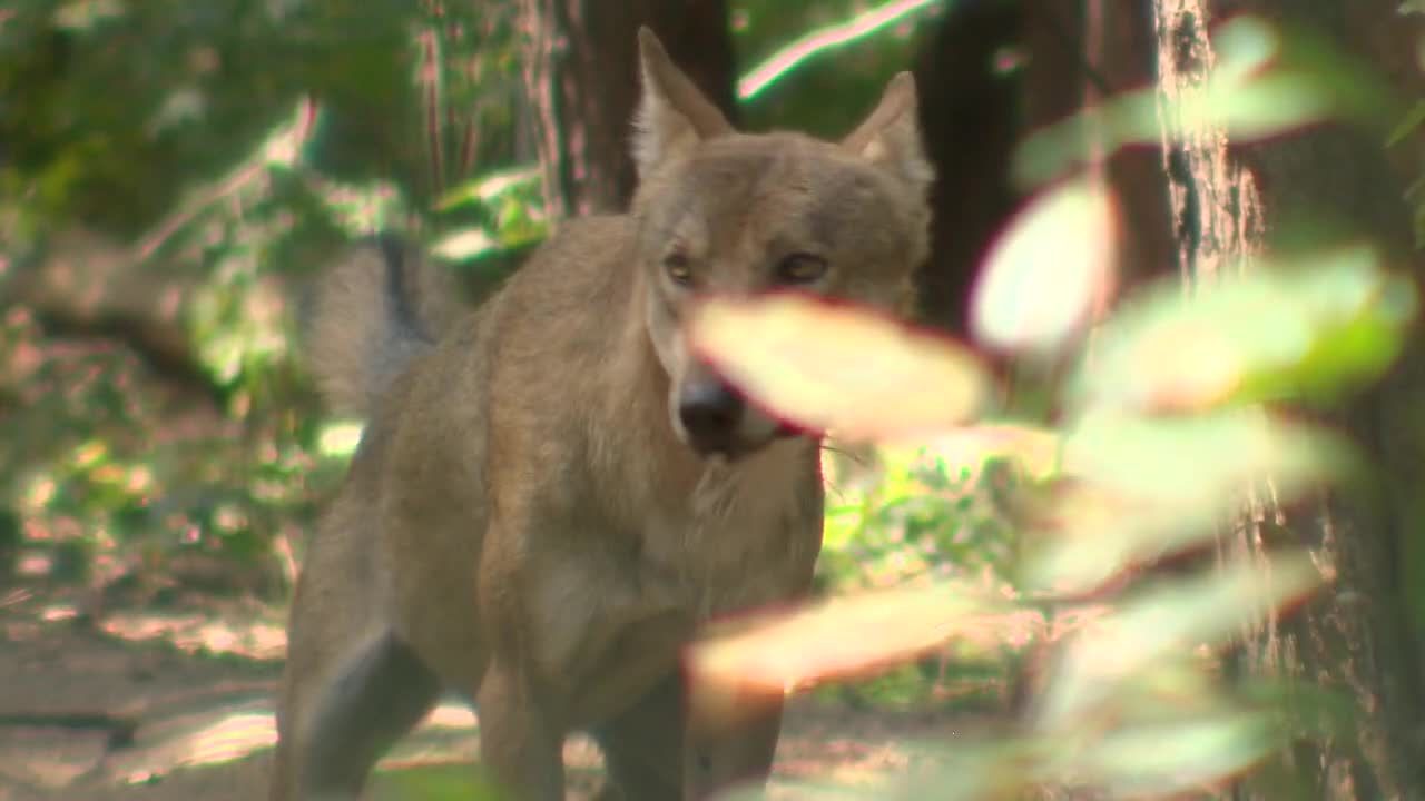 W Mosinie skarżą się na wilki, burmistrz postanowił je odłowić. “To niedopuszczalne”