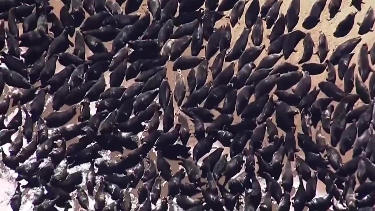 Setki fok na plaży w Cape Cod. Według ekspertów to one przyciągają zabójcze rekiny