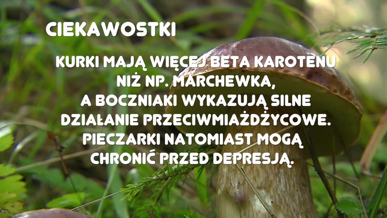 O czym należy pamiętam idąc na grzyby?