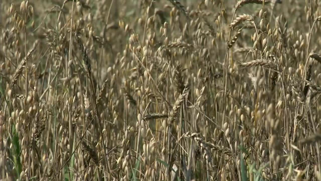 Susza doskwiera rolnikom. W Podlaskiem zagrożonych jest 90 proc. gmin