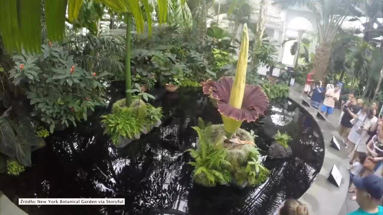 Dziwidło olbrzymie zakwitło w Nowym Jorku. Timelapse rzadkiego rozkwitu tzw. trupiego kwiatu