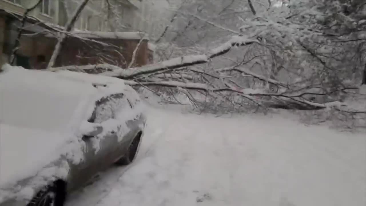 Śnieżyca w Moskwie powaliła ponad 2 tys. drzew