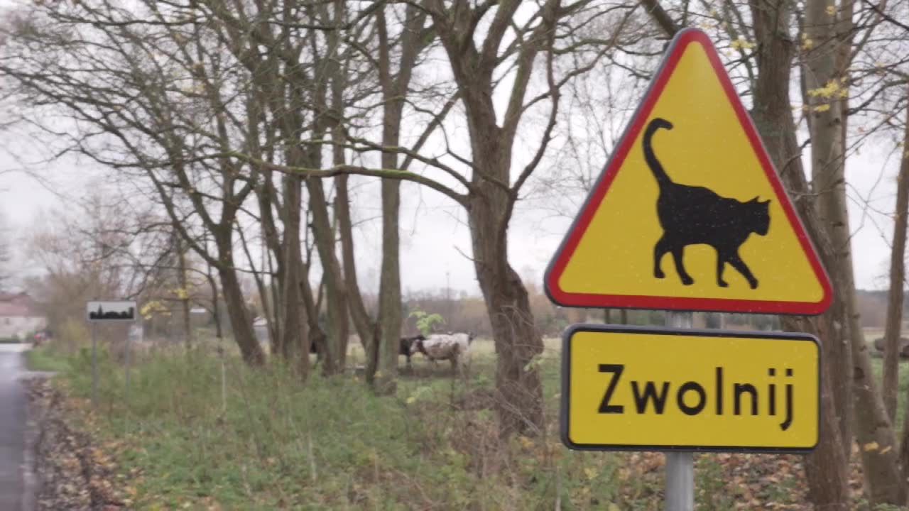 Koty ginęły na drodze, sołtys postawił znak, by je ratować