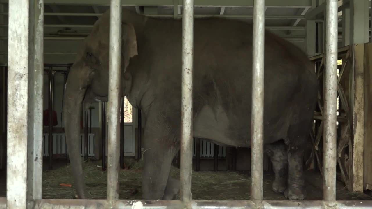 “Zaniemogła jak starsza pani”. Słonicę z gdańskiego zoo podnieśli… strażacy