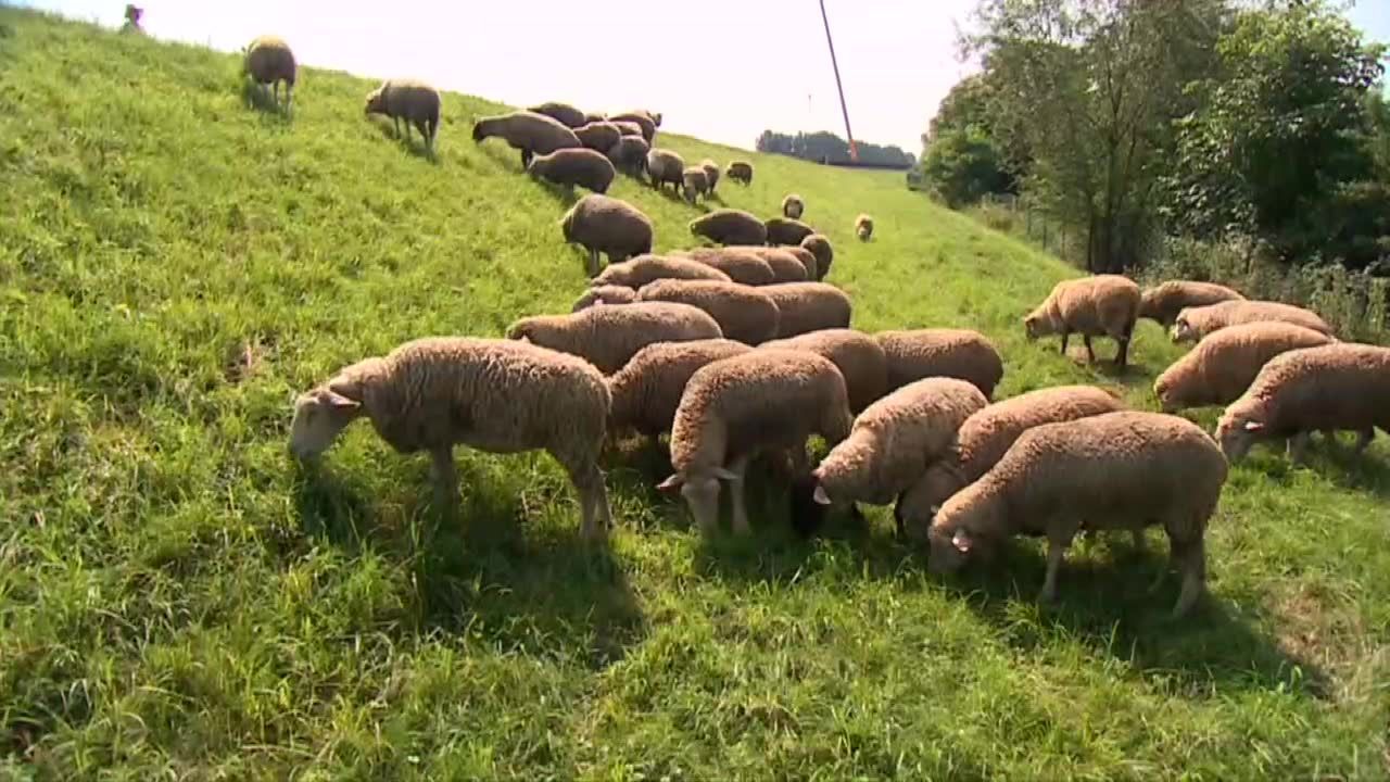 Baca w mieście. Owce koją nerwy, więc miastowi przychodzą, choćby tylko popatrzeć