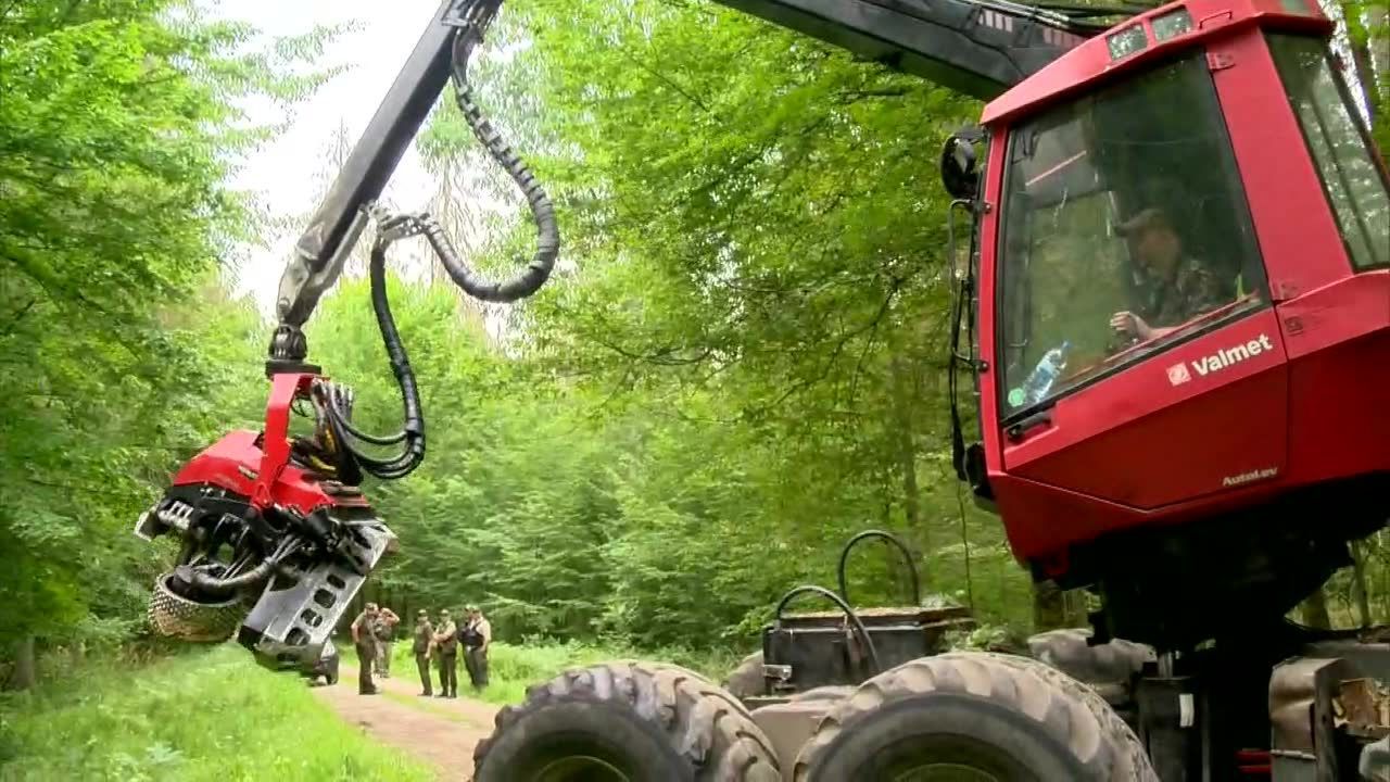 W Puszczy Białowieskiej wycinka trwa pod eskortą strażników leśnych