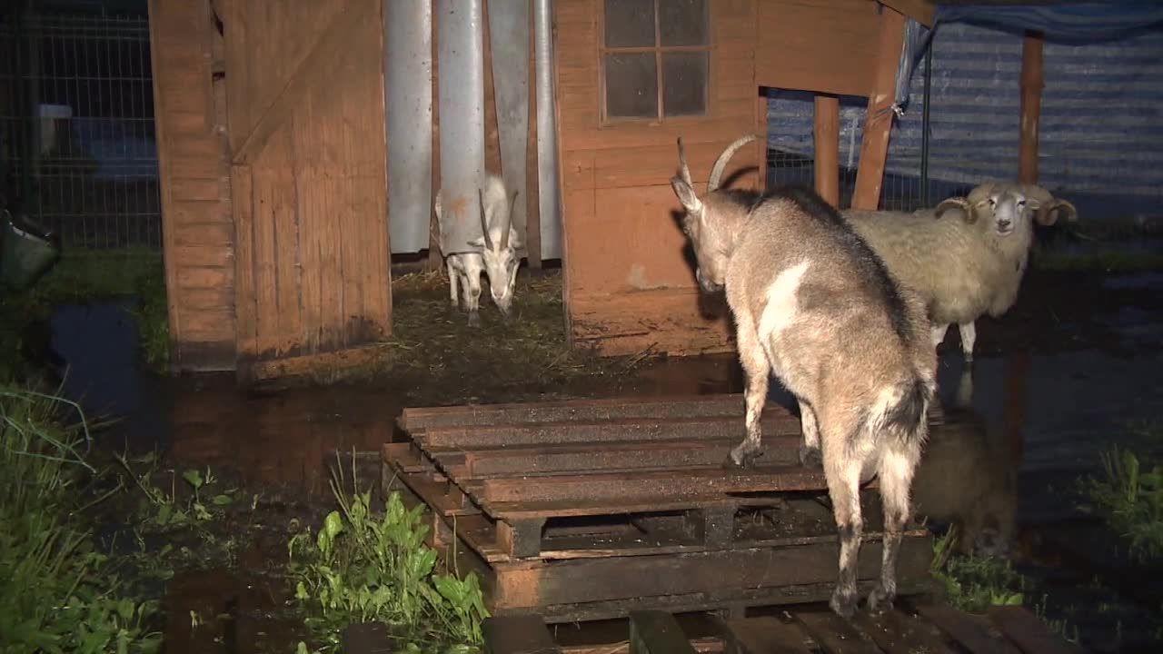 Woda zagraża nie tylko ludziom. Około stu zwierząt z przytuliska powinna być ewakuowana, ale nie ma gdzie