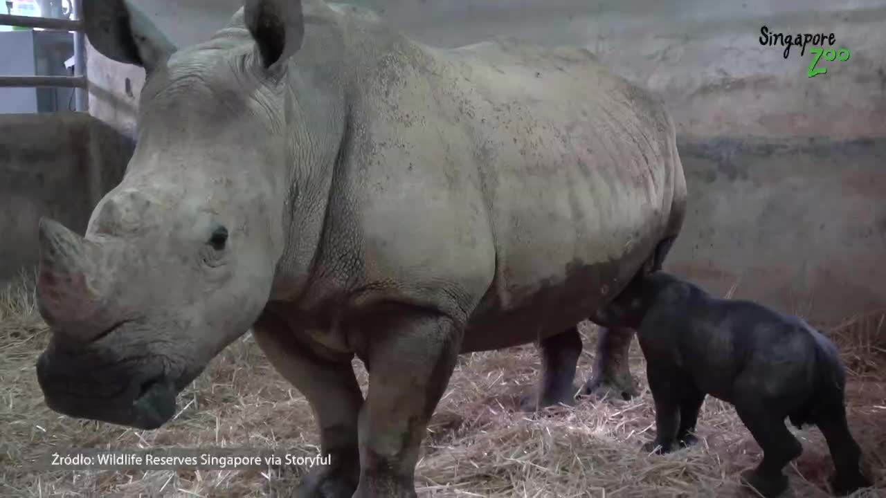 Zoo w Singapurze wita pierwszego od pięciu lat białego nosorożca