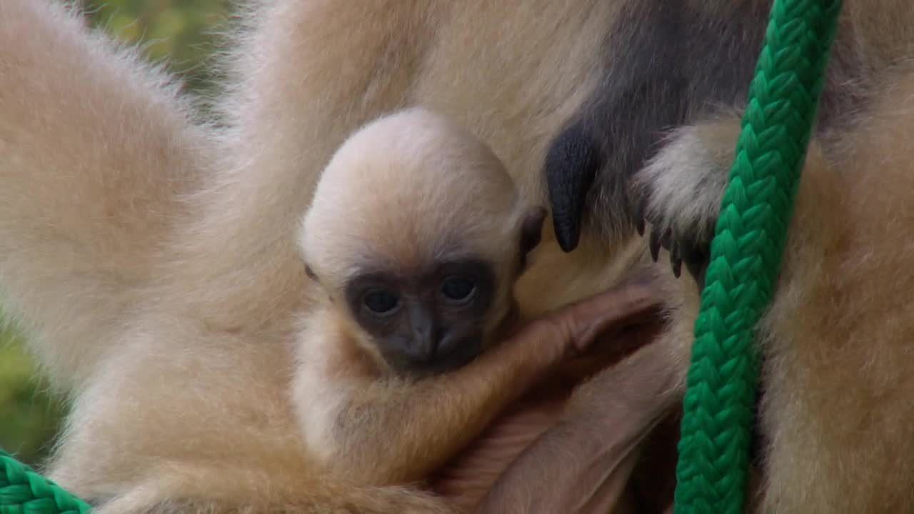 Wyjątkowe narodziny we wrocławskim zoo