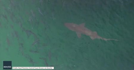 Rekin poluje wśród beztroskich surferów u wybrzeży Australii. Mrożące krew w żyłach nagranie z drona