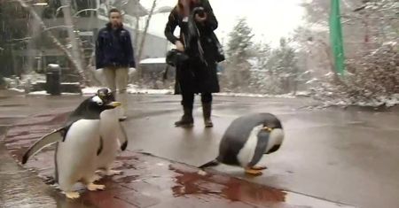 Tradycyjna parada pingwinów w zoo w Pittsburghu opóźniona o tydzień, bo było za ciepło