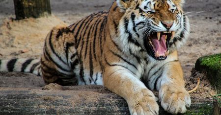 Tygrys zabił opiekuna, pracownik zoo prawomocnie uniewinniony