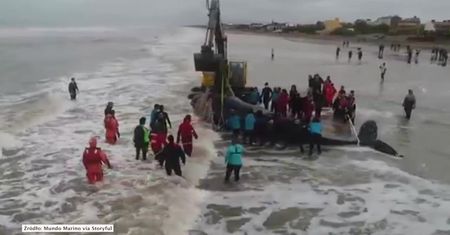 Wieloryb utknął na plaży u wybrzeży Argentyny. Uratowano go po 28-godzinnej akcji ratowniczej