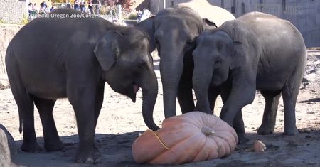 Słonie też przygotowują się na Halloween. Zaczęły od… gigantycznych dyń