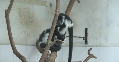 Matka odrzuciła trzy lemury po porodzie. Rozwijają się dobrze dzięki pracownikom zoo w Pradze