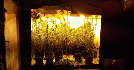 PLANTACJA KONOPI INDYJSKIEJ ZLIKWIDOWANA, PODEJRZANI ZATRZYMANI I ARESZTOWANI