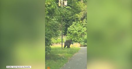 Ten niedźwiedź był tak głodny, że ukradł… karmnik dla ptaków