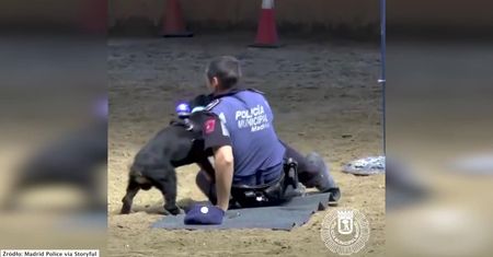 Policyjny psiak ćwiczy masaż serca na swoim opiekunie. Rozbrajające!