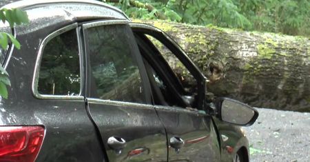 Przewrócone przez wiatr drzewo runęło na samochód. Kierowca w szpitalu