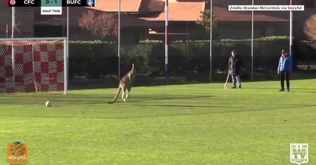 Takie rzeczy tylko w Australii. Mecz piłki nożnej w Canberze przerwał… kangur