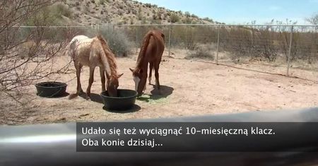 Dwie klacze utknęły w kanale wodnym w Mesa w stanie Arizona
