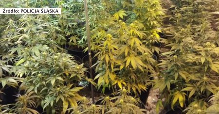 41 krzewów, 2 kilogramy suszu. Plantacja marihuany wylicytowana na aukcji komorniczej