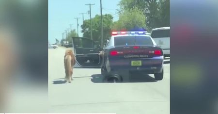Brawurowa akcja amerykańskiej policji. Funkcjonariusze schwytali… kucyka, który biegał po autostradzie