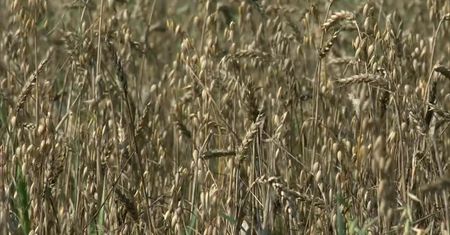 Susza doskwiera rolnikom. W Podlaskiem zagrożonych jest 90 proc. gmin
