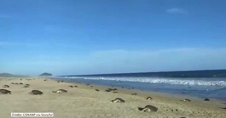 Tysiące żółwi oliwkowych na meksykańskiej plaży