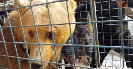 Niedźwiedź uciekł ze sklepu zoologicznego w Iraku. Wałęsał się ulicami miasta, ale ostatecznie został schwytany