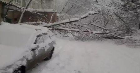 Śnieżyca w Moskwie powaliła ponad 2 tys. drzew