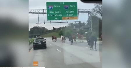 Galopem po autostradzie. Na ruchliwej drodze pojawiło się… stado koni
