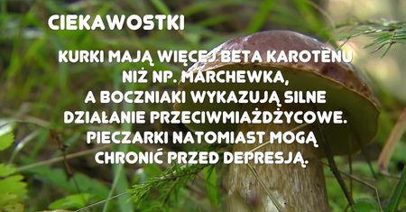 O czym należy pamiętam idąc na grzyby?