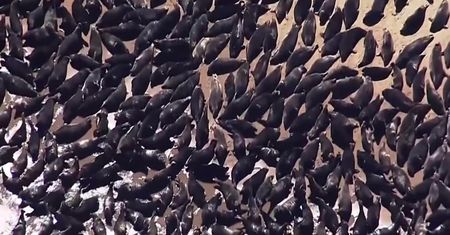 Setki fok na plaży w Cape Cod. Według ekspertów to one przyciągają zabójcze rekiny