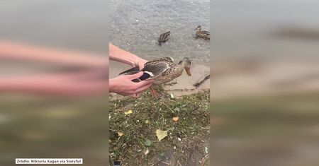 Uratowali kaczkę zaplątaną w kawałek plastiku