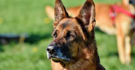 Pierwsze w Polsce międzynarodowe mistrzostwa Flyball. Do rywalizacji stanęły setki czworonogów z właścicielami