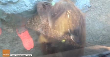 Leniwy orangutan turla się ku uciesze zwiedzających
