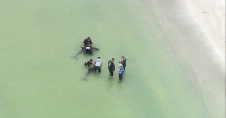Dwa delfiny utknęły na plaży na Florydzie. To przedstawiciele rzadkiego gatunku melonogłowa