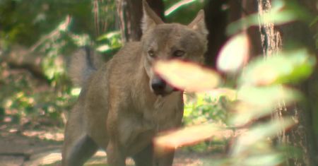 W Mosinie skarżą się na wilki, burmistrz postanowił je odłowić. “To niedopuszczalne”