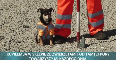 W Czelabińsku przy budowie dróg pracuje… suczka. “Nie dajemy jej łopaty, ale jest dobrą dowódczynią”