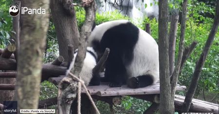 Mała panda jest prawdziwym śpiochem. Mama nie może jej dobudzić
