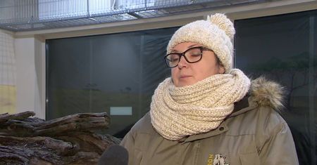 Pięć uratowanych tygrysów dziś dotrze do azylu w Hiszpanii