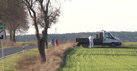 Afrykański pomór świń w Zielonej Górze. Zakazano wchodzenia do lasów