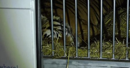 Tygrysy z poznańskiego zoo w drodze do Hiszpanii. “Jadą do komfortowego azylu, gdzie będą pod świetną opieką”