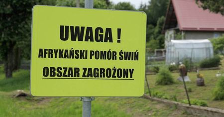 W związku z ASF Białoruś wprowadziła kolejne ograniczenia importowe