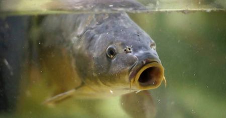 Na wigilijny stół karpia nie zabraknie