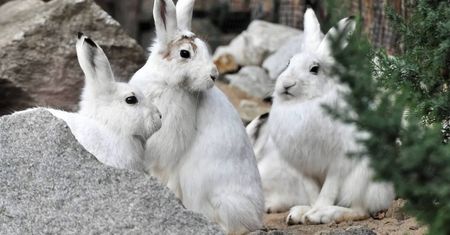 We wroclawskim zoo hodowane są zagrożone wyginięciem zające bielaki