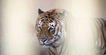 Stan wszystkich tygrysów z Poznańskiego ZOO uległ zdecydowanej zmianie